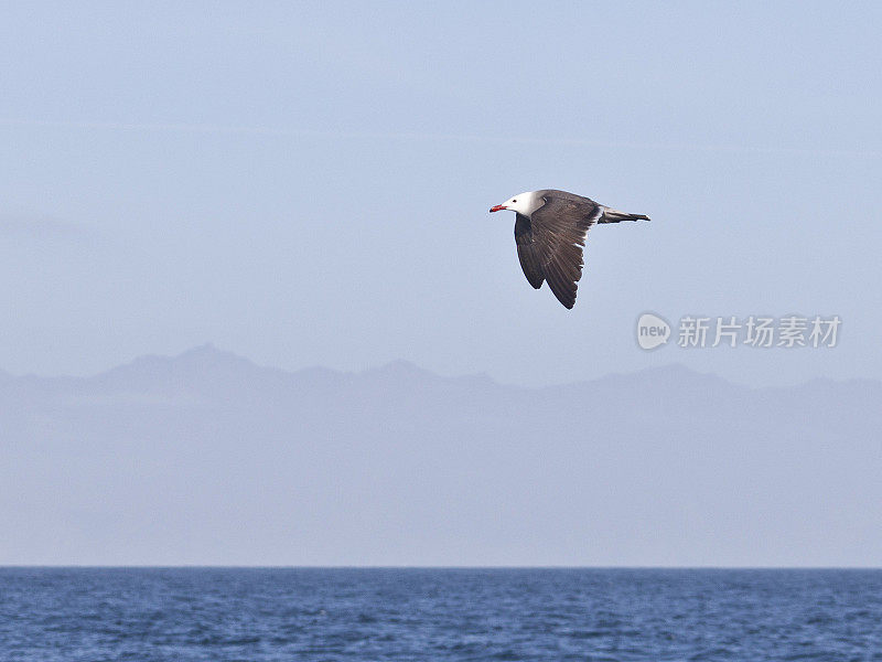 Heermann's Gull (Larus heermanni), Baja California, Mexico